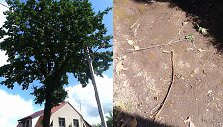 Tauragėje į medį trenkė žaibas, galėjo suple&scaron;kėti namai