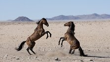 Namibija