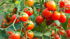 Pomidorai