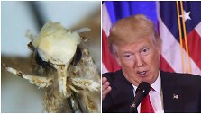 Donaldo Trumpo vardu pavadinta nauja kandžių rū&scaron;is