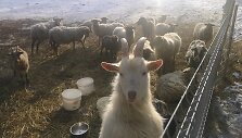 &bdquo;Tautmilės prieglaudose&rdquo; prieglobstį randa tiek laukiniai gyvūnai, tiek naminiai gyvuliai. &bdquo;Tautmilės globa&rdquo; nuotr.