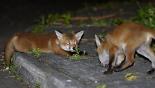 Fotografo užfiksuoti priemiestyje laiką leidžiantys lapių jaunikliai Tainmute