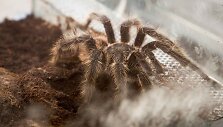 Insektariumas 