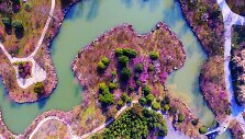 Ry&scaron;kiaspalvių pavasario žiedų i&scaron;margintas parkas Kinijoje i&scaron; oro