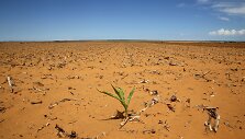 Pietų Afriką alina sausra
