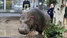 Potvynis Tbilisyje nusine&scaron;ė 10 žmonių gyvybes, mieste bla&scaron;kosi liūtai, tigrai, vilkai ir me&scaron;kos