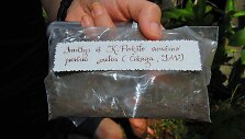 Lietuviai į Belizą atvežė žemių i&scaron; prof. K.Pak&scaron;to amžinojo poilsio vietos Čikagoje.
