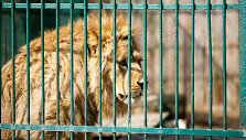Liūtai zoologijos sode