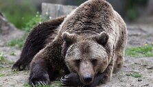 Rumunijoje esančio me&scaron;kų prieglobsčio gyventojai