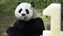 Va&scaron;ingtono zoologijos sodas &scaron;venčia pandos gimtadienį