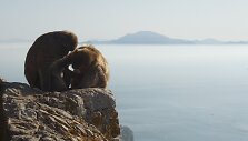 Gibraltaro kalno beždžionės &ndash; vienintelės, gyvenančios laisvėje visoje Europoje.