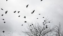 Nemune ties Kaunu būriuojasi pauk&scaron;čiai