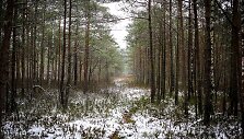 Ilgesingas Varnikų &scaron;auksmas: pasigrožėti &scaron;lapiu sniegu apdribusia gamta