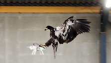 Dronus gaudys dresuojami ereliai