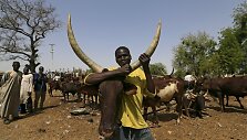 Galvijų augintojai Nigerijoje kenčia dėl siaučiančio &bdquo;Boko Haram&ldquo; grupuotės