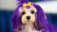 &bdquo;Westminster Kennel Club&ldquo; &scaron;unų paroda