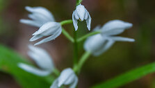 Kardalapis garbenis (Cephalanthera longifolia)