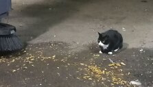 Niujorke benamės katės pasitelktos karui su žiurkėmis.