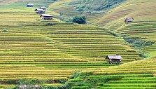 Ryžių terasos Mu Cang Chai regione Vietname