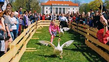 Pakruojo dvare savaitgaliais galima i&scaron;vysti žąsų lenktynes