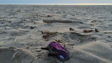 Jau trečius metus i&scaron; eilės analizuojama, kokių atliekų paplūdimiuose daugiausia &ndash; tai atskleidžia poilsiautojų įpročius.