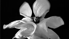 Loie Fuller