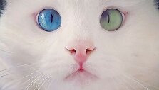 10 tūkst. sekėjų tinkle &bdquo;Instagram&ldquo; turinti katė Alos