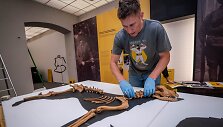 Archeologas P.Blaževičius įrenginėja parodą &bdquo;Istorija vizgina uodegą&ldquo;