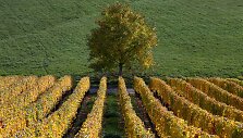 Rudens spalvomis dažosi Europos gamta