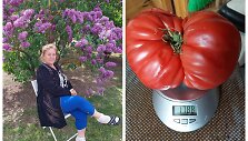 Vandai pavyko užauginti pomidorą milžiną