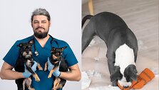 Diena su veterinaru: kojinės, apyrankės ir dantų &scaron;epetėliai &ndash; ką augintiniai praryja dažniau, nei galvojate?