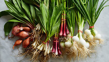 Allium gentis
