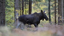Briedis 