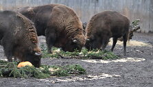 Stumbrų &scaron;eimyna Lietuvos zoologijos sode
