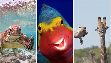 &bdquo;Comedy Wildlife Photography Awards&ldquo; finalininkai
