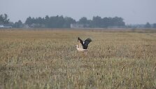 Žemdirbiai pradeda pilti &scaron;iemetinius aruodus