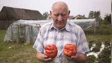 Antano &scaron;iltnamyje auga pomidorai milžinai, kurie dar ir vardus turi