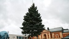Jakuose užauginta eglė Teatro aik&scaron;tėje