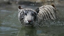 Baltojo bengalinio tigro jauniklė Limos privačiame zoologijos sode