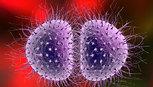 Skaitmeninis bakterijų Neisseria gonorrhoeae vaizdas