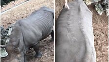 Zoologijos sodo lankytojai ant raganosio vinimi i&scaron;raižė savo vardus