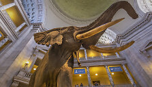Smithsonian National Museum of Natural History