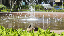Eligijaus Masiulio ir Virgilijaus Aleknos spaudos konferencija
