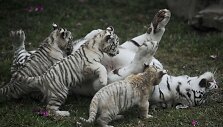 Baltojo tigro jaunikliai žaidžia su mama Peru zoologijos sode