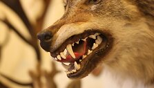 Žagarės dvare &ndash; trofėjų paroda su lapių medžioklės imitacija
