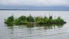 Sala Kur&scaron;ių mariose, kurioje užaugo ir pomidorai.