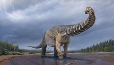 Australijoje rasto dinozauro iliustracija