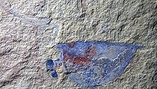 Jauno nariuotako Isoxys auritus fosilija, i&scaron;saugojusi akis ir vidinius mink&scaron;tuosius audinius 