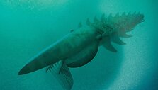 Anomalokaridido iliustracija