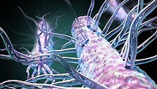 Geobacter bakterijos